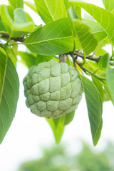 custard apple on the tree fruit of thailand