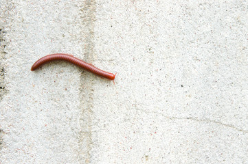 Millipede on the wall of the house in the rain.