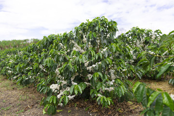 Fototapeta na wymiar Organic Coffee tree blossom