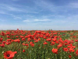 Mohnblumen im Feld, Natur, Landschaft 