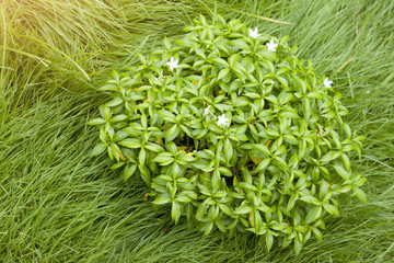 A small shrub on the grass.