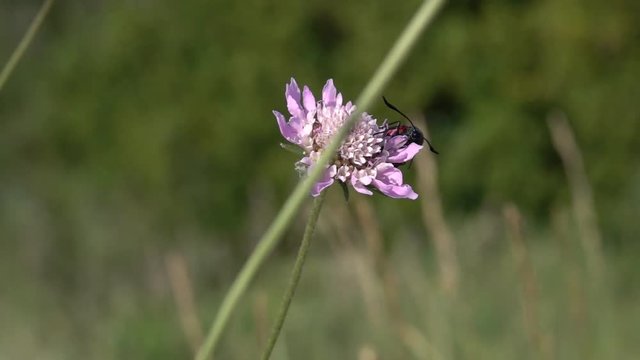 Flying in slow motion Insect Butterfly Zygaena filipendulae Six-spot White collared Burnets day-flying moth on Field Scabious. Zygaena (Lavandulae)