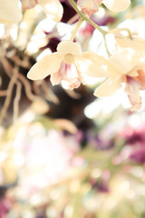 abstract yellow orchid flowers and copy space on bekeh lighting background