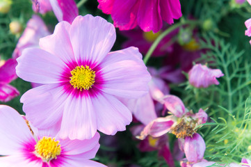 Obraz premium pink cosmos flowers , daisy blossom flowers in the garden