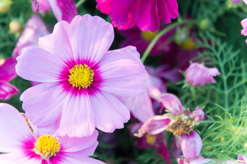 pink cosmos flowers , daisy blossom flowers in the garden
