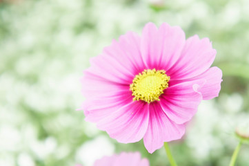 Fototapeta premium pink flowers in the garden , cosmos beautiful flowers sunlight in the morning pastel style vintage