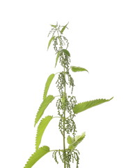 Obraz premium Stinging nettle, isolated on white background