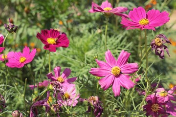 Beautiful cosmos colorful flowers in the garden