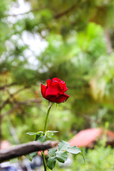 Red roses, background blurred