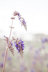 Beautiful lilac wildflowers on sunny summer day