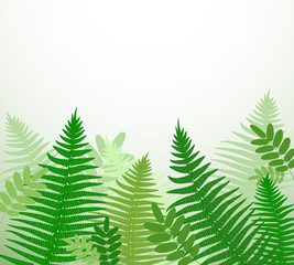 Obraz premium Botanical background with fern branches