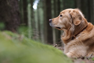 Golden Retriever