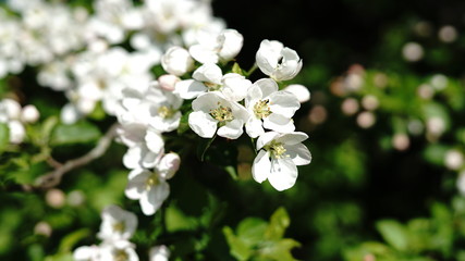 Apple flower