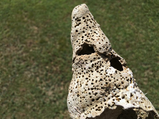 Obraz premium shell crust bark peel