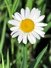 Fototapeta premium Toronto field daisy isolated 2017