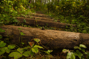 Log trail along a forested path