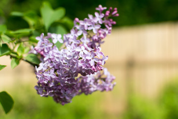 A branch of lilac, Eurasian shrub or small tree, with fragrant violet, pink, or white blossoms