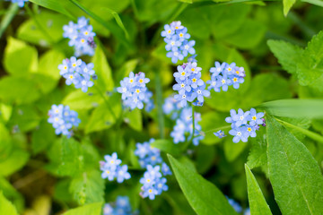 Forget-me-not Myosotis sky blue flowers with white star hearts close up with bokeh background