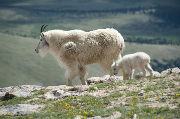 Rocky Mountain Goat with Baby