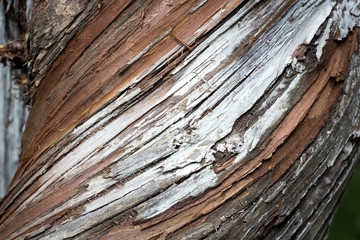 Old Wood Tree Texture Background Pattern