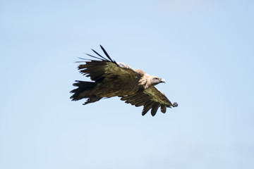 Vautour fauve en vol. Gyps fulvus.