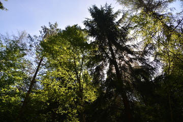 Obraz premium Im Wald