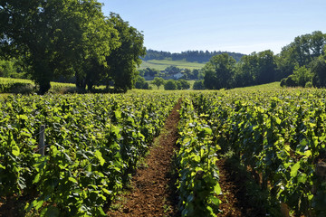 Vignoble de Mercurey en Bourgogne.