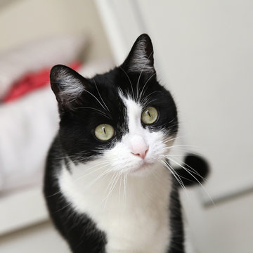 42 Best Chat Noir Et Blanc Images Stock Photos Vectors Adobe Stock