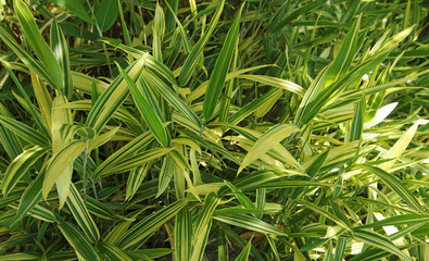 Naklejka premium Bambou nain panaché jaune et vert