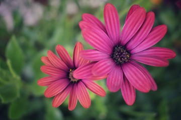 Obraz premium Fleur rose