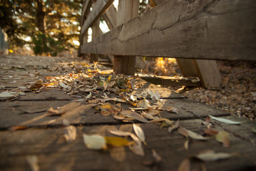 Autumn Leaves on a FootBride