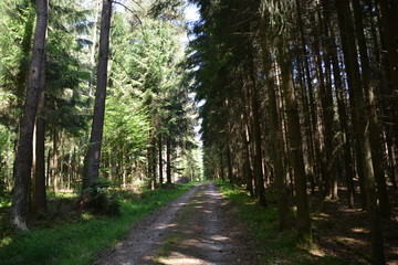 Fototapeta premium Im Wald