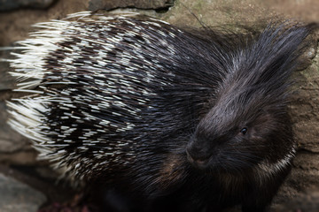 Portrait baby porcupine