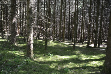 Im Wald