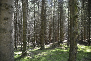 Im Wald
