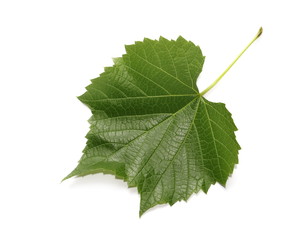 young twisting wine leaf isolated on white