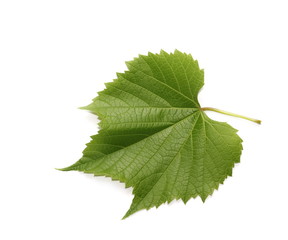 young twisting wine leaf isolated on white