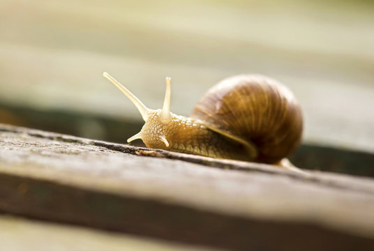 Closeup portrait of a slow snail