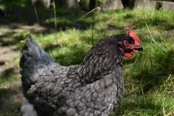 Schwarzes Huhn