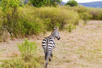 zebra grazing in savannah at africa