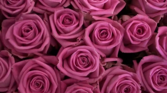 A large bouquet of roses. Flower petals as background. HD 1920x1080 Video Clip