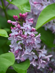 Spring Flowers: violets, bleeding hearts, forget me not