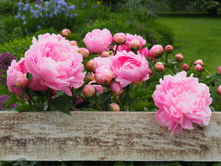 Beautiful Pink Peonies © Mariya