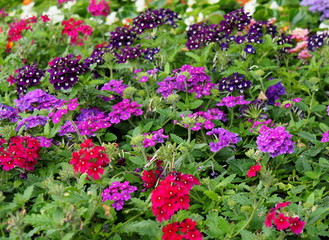 Obraz premium Spring flowers