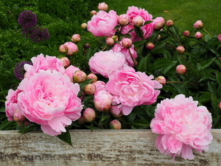 Beautiful Pink Peonies