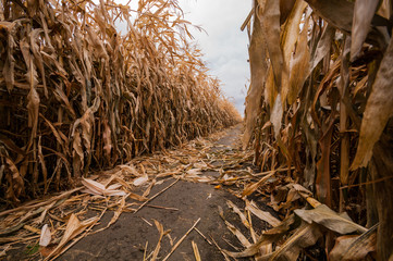Path in a Corn Maze