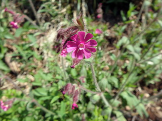 Pink flower in the forest, (Silene dioica)