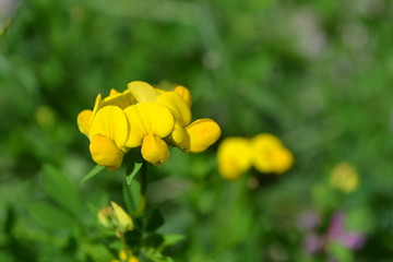 Obraz premium Gelbe Blume