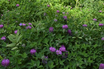 Blumenmeer