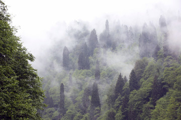 Rize Sisli Ormanları